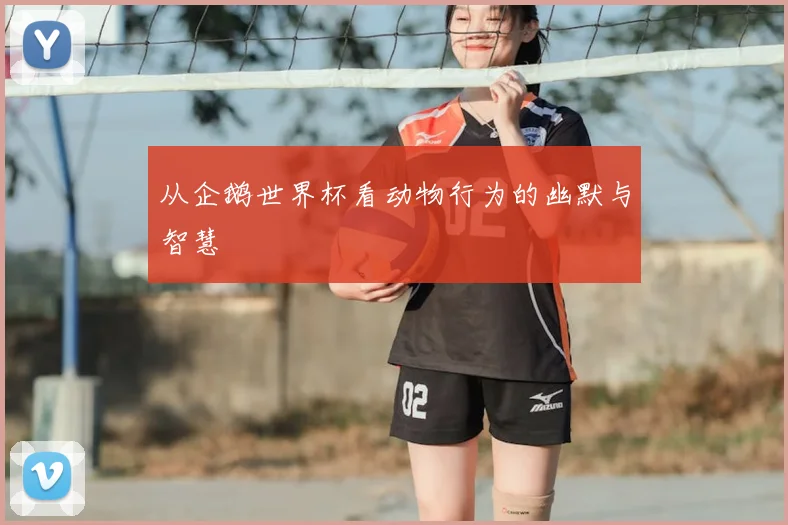 从企鹅世界杯看动物行为的幽默与智慧